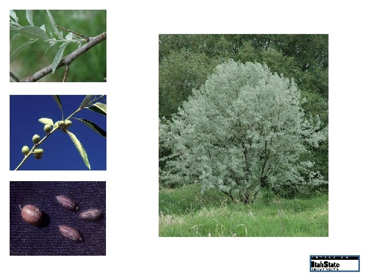 Sharp thorns, sage-green leaves Olive-like fruit Mature plants, 15 -40 feet tall Dried fruit