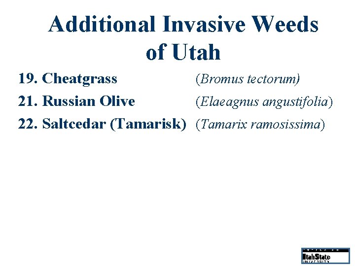 Additional Invasive Weeds of Utah 19. Cheatgrass (Bromus tectorum) 21. Russian Olive (Elaeagnus angustifolia)