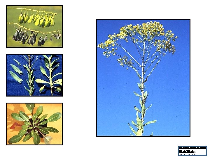 Dangling fruits turn black Clasping arrow-like upper leaves In full bloom Rosette, light midveins