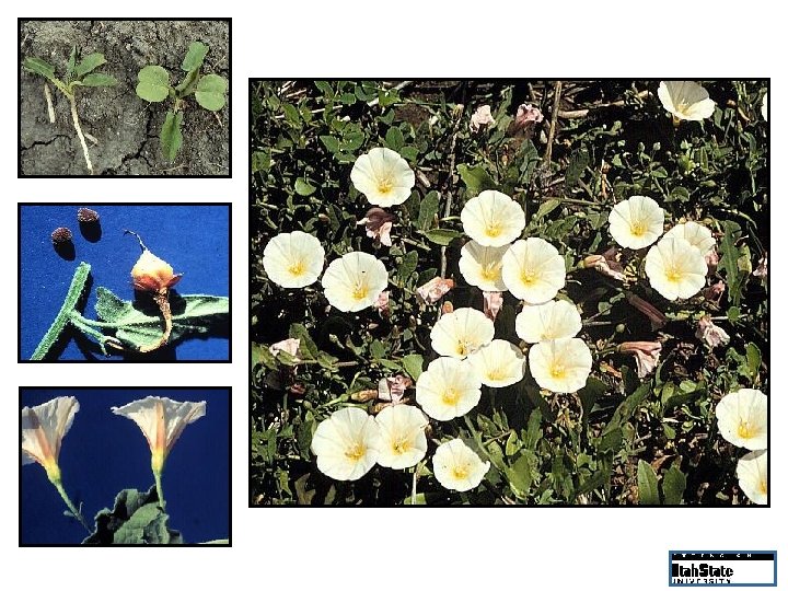 Seedlings Fruit and seeds Plant in full bloom Trumpet-shaped flowers 