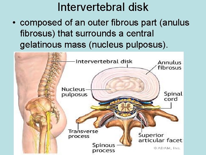 Intervertebral disk • composed of an outer fibrous part (anulus fibrosus) that surrounds a