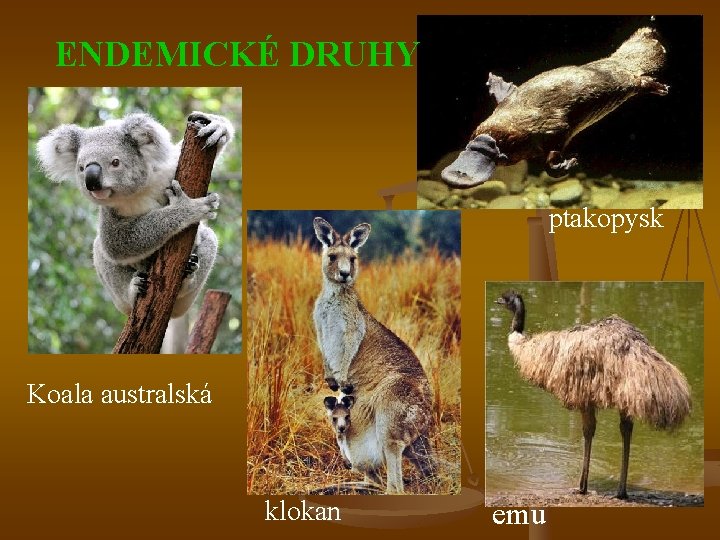 ENDEMICKÉ DRUHY ptakopysk Koala australská klokan emu 