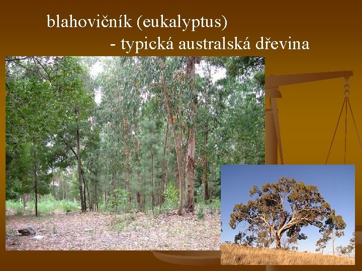 blahovičník (eukalyptus) - typická australská dřevina 