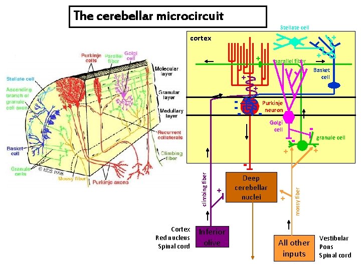 The cerebellar microcircuit Stellate cell + cortex + parallel fiber + Basket cell +