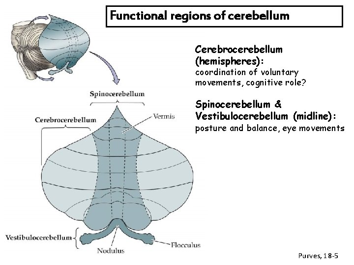 Functional regions of cerebellum Cerebrocerebellum (hemispheres): coordination of voluntary movements, cognitive role? Spinocerebellum &