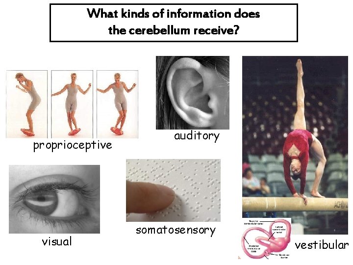 What kinds of information does the cerebellum receive? proprioceptive visual auditory somatosensory vestibular 