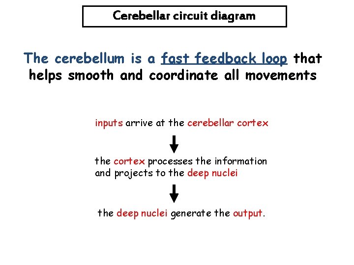 Cerebellar circuit diagram The cerebellum is a fast feedback loop that helps smooth and