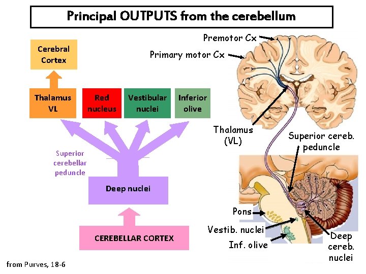 Principal OUTPUTS from the cerebellum Premotor Cx Cerebral Cortex Thalamus VL Primary motor Cx