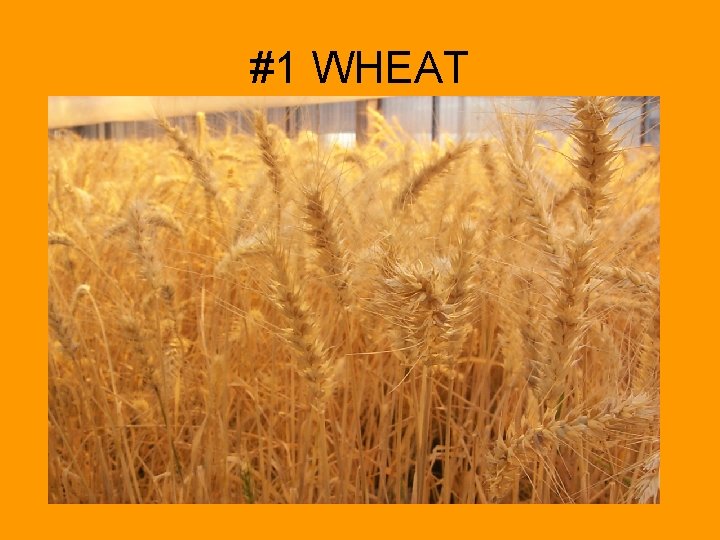 #1 WHEAT 