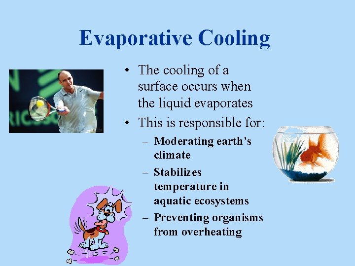 Evaporative Cooling • The cooling of a surface occurs when the liquid evaporates • Evaporative Cooling • The cooling of a surface occurs when the liquid evaporates •