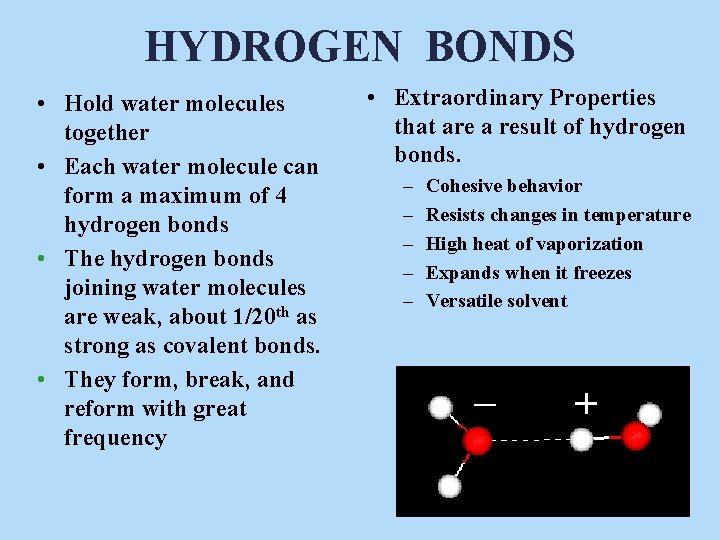 HYDROGEN BONDS • Hold water molecules together • Each water molecule can form a HYDROGEN BONDS • Hold water molecules together • Each water molecule can form a