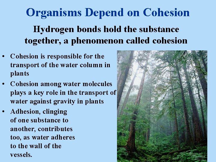 Organisms Depend on Cohesion Hydrogen bonds hold the substance together, a phenomenon called cohesion Organisms Depend on Cohesion Hydrogen bonds hold the substance together, a phenomenon called cohesion