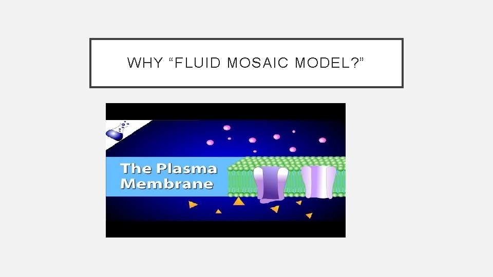 WHY “FLUID MOSAIC MODEL? ” 