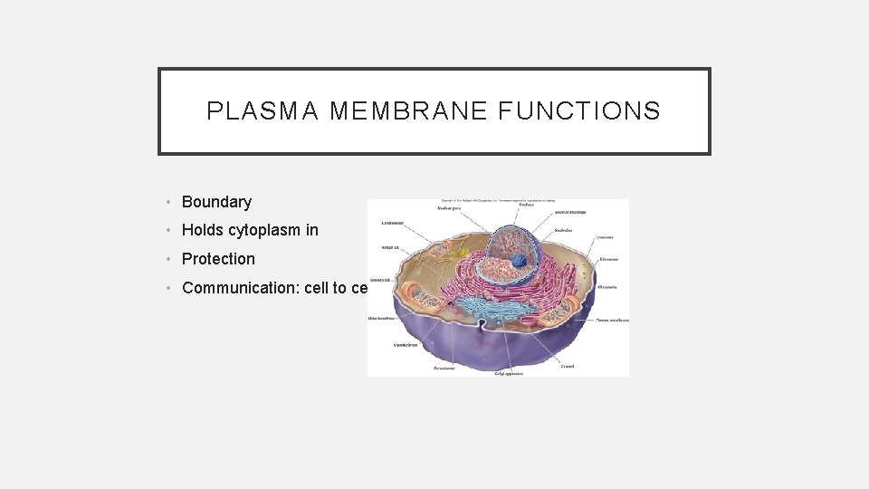 PLASMA MEMBRANE FUNCTIONS • Boundary • Holds cytoplasm in • Protection • Communication: cell