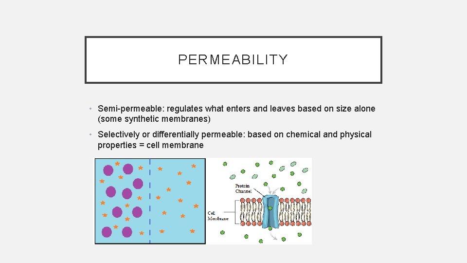 PERMEABILITY • Semi-permeable: regulates what enters and leaves based on size alone (some synthetic
