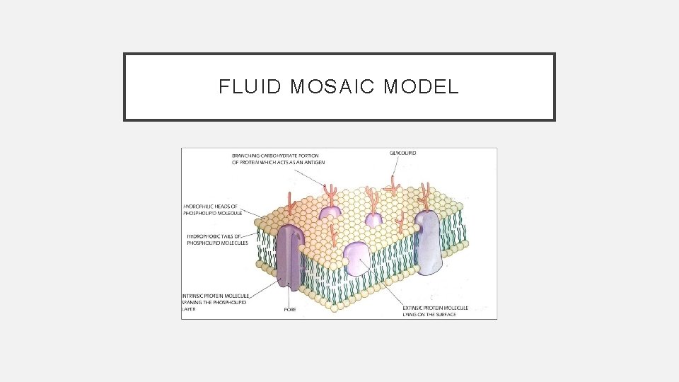 FLUID MOSAIC MODEL 