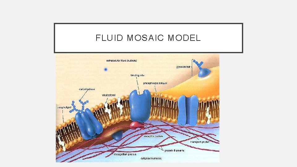 FLUID MOSAIC MODEL 