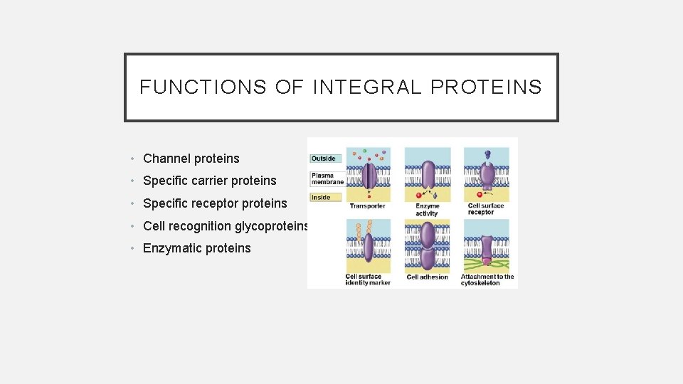 FUNCTIONS OF INTEGRAL PROTEINS • Channel proteins • Specific carrier proteins • Specific receptor