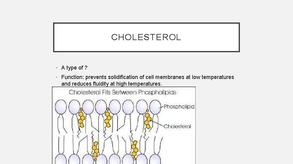 CHOLESTEROL • A type of ? • Function: prevents solidification of cell membranes at