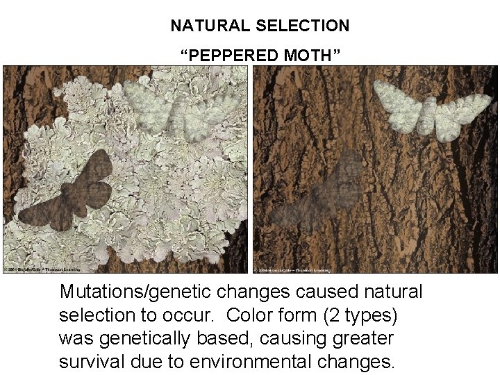 NATURAL SELECTION “PEPPERED MOTH” Mutations/genetic changes caused natural selection to occur. Color form (2