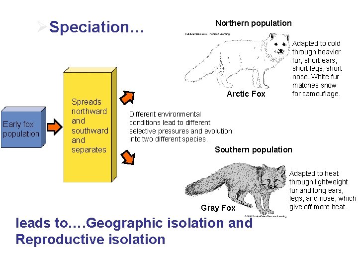 ØSpeciation… Early fox population Spreads northward and southward and separates Northern population Arctic Fox