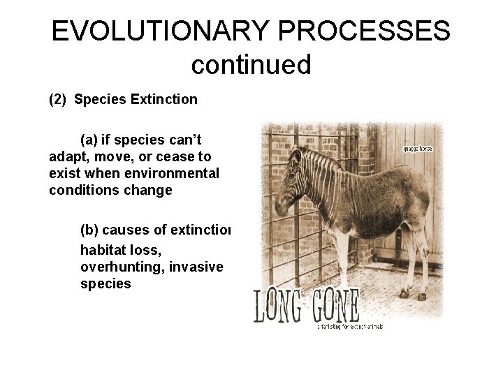 EVOLUTIONARY PROCESSES continued (2) Species Extinction (a) if species can’t adapt, move, or cease