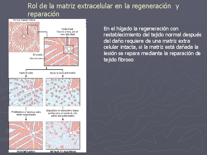 Rol de la matriz extracelular en la regeneración y reparación En el hígado la