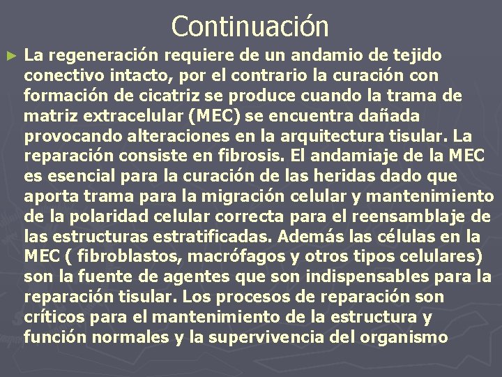 Continuación ► La regeneración requiere de un andamio de tejido conectivo intacto, por el