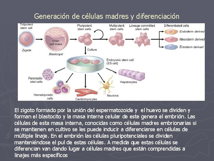 Generación de células madres y diferenciación El zigoto formado por la unión del espermatozoide