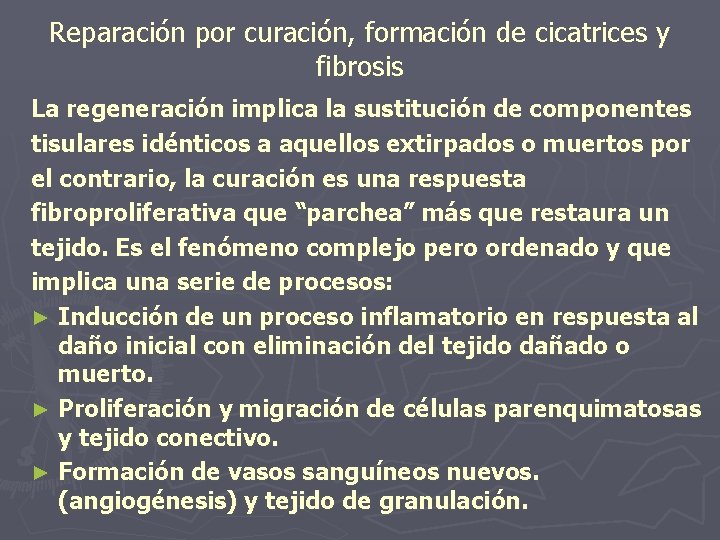 Reparación por curación, formación de cicatrices y fibrosis La regeneración implica la sustitución de