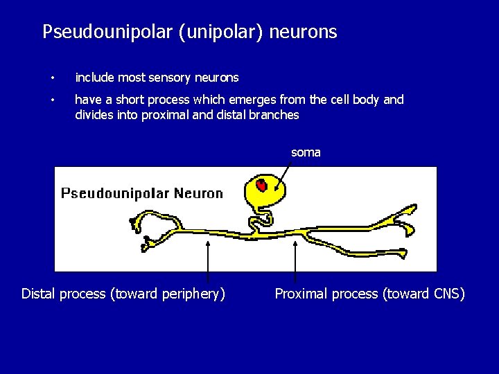 Pseudounipolar (unipolar) neurons • include most sensory neurons • have a short process which