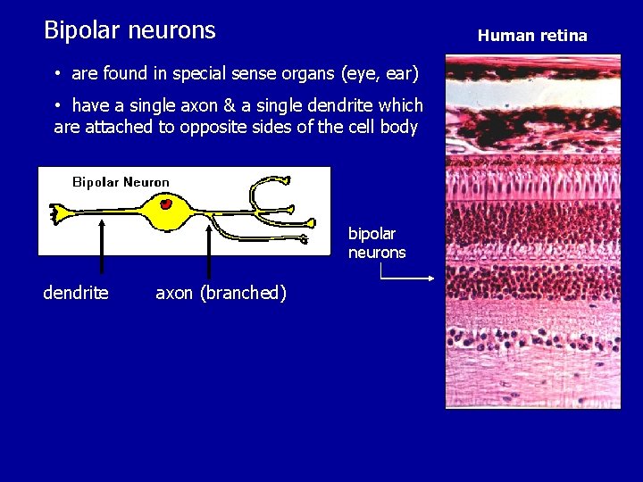 Bipolar neurons Human retina • are found in special sense organs (eye, ear) •