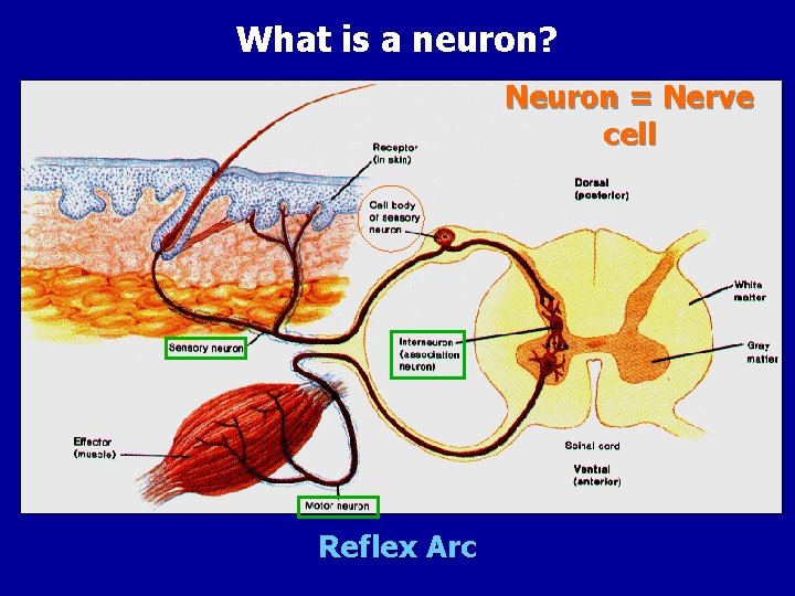What is a neuron? Neuron = Nerve cell Reflex Arc 