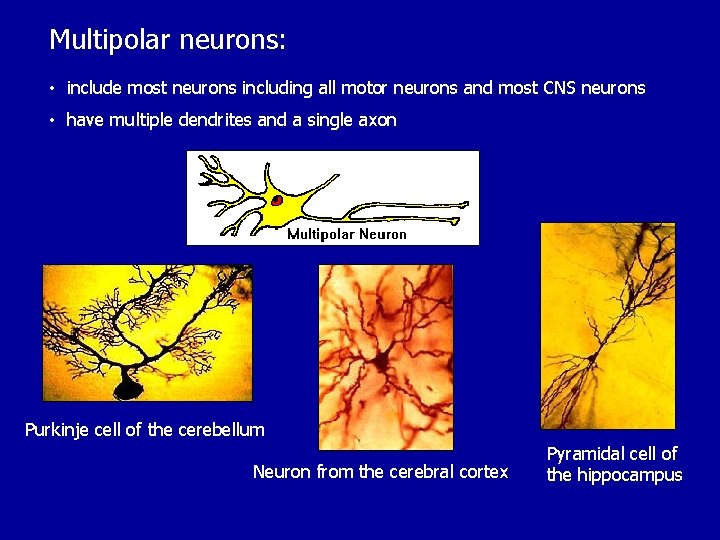Multipolar neurons: • include most neurons including all motor neurons and most CNS neurons