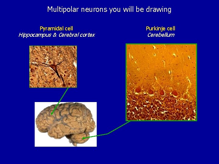 Multipolar neurons you will be drawing Pyramidal cell Hippocampus & Cerebral cortex Purkinje cell