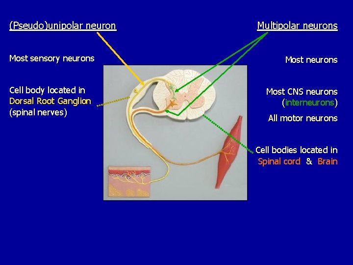 (Pseudo)unipolar neuron Most sensory neurons Cell body located in Dorsal Root Ganglion (spinal nerves)