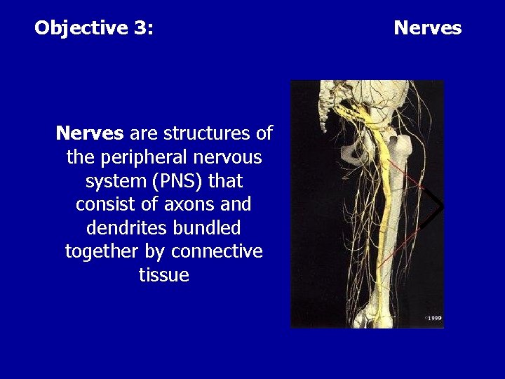Objective 3: Nerves are structures of the peripheral nervous system (PNS) that consist of