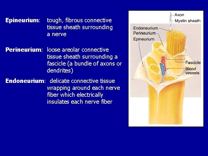 Epineurium: tough, fibrous connective tissue sheath surrounding a nerve Perineurium: loose areolar connective tissue