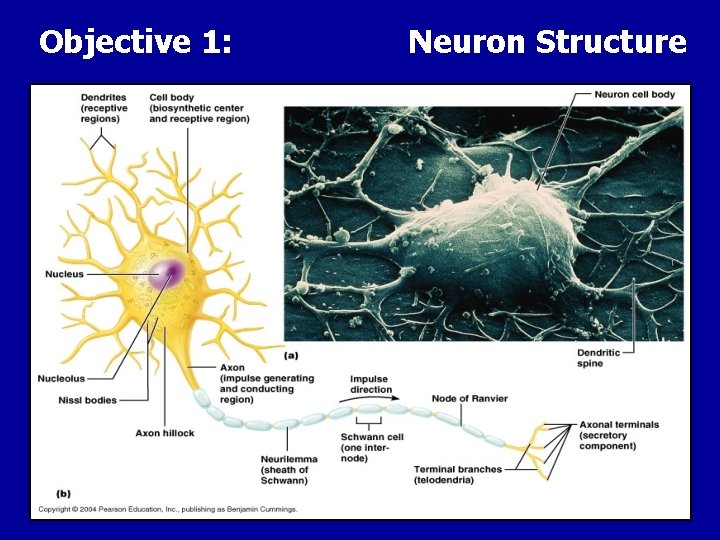 Objective 1: Neuron Structure 
