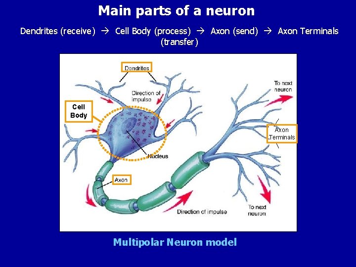 Main parts of a neuron Dendrites (receive) Cell Body (process) Axon (send) Axon Terminals