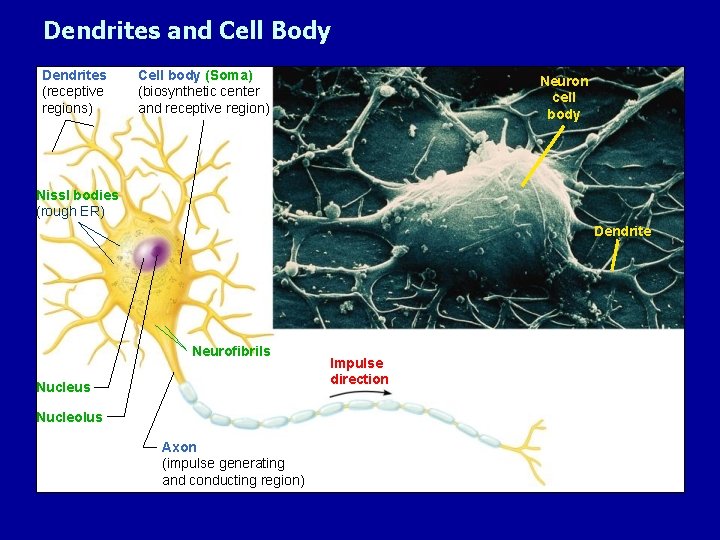 Dendrites and Cell Body Dendrites (receptive regions) Cell body (Soma) (biosynthetic center and receptive
