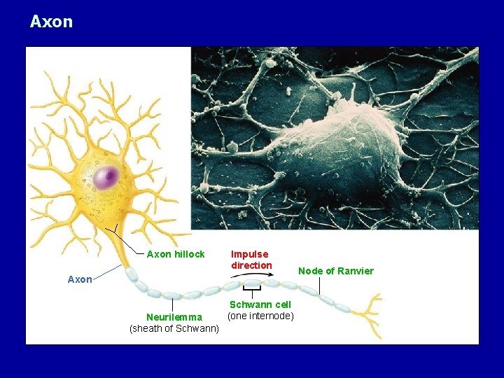 Axon hillock Impulse direction Axon Neurilemma (sheath of Schwann) Schwann cell (one internode) Node