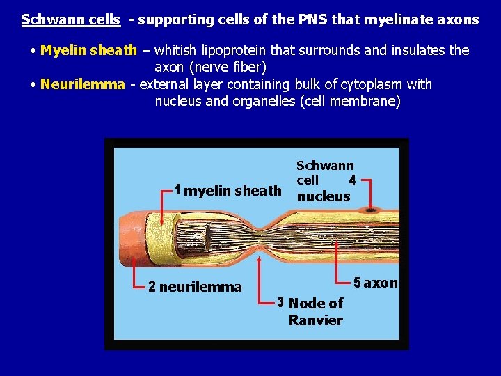 Schwann cells - supporting cells of the PNS that myelinate axons • Myelin sheath