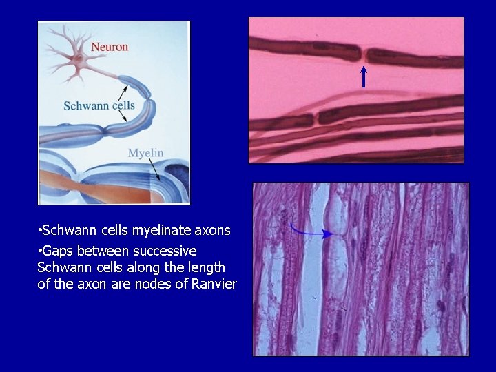  • Schwann cells myelinate axons • Gaps between successive Schwann cells along the