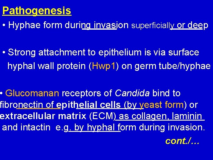 Pathogenesis • Hyphae form during invasion superficially or deep • Strong attachment to epithelium