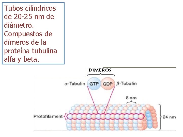 Tubos cilíndricos de 20 -25 nm de diámetro. Compuestos de dímeros de la proteína