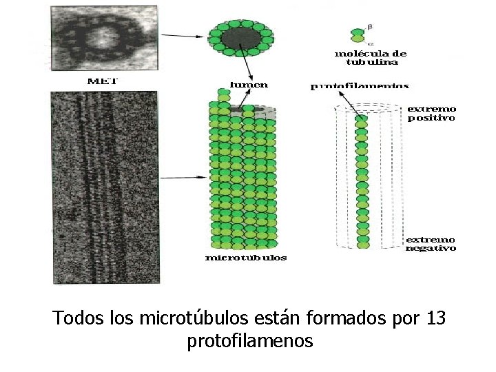 Todos los microtúbulos están formados por 13 protofilamenos 