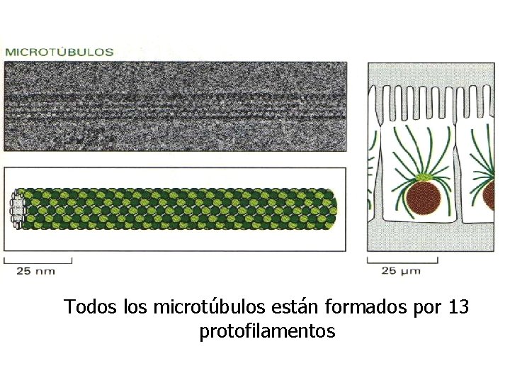 Todos los microtúbulos están formados por 13 protofilamentos 