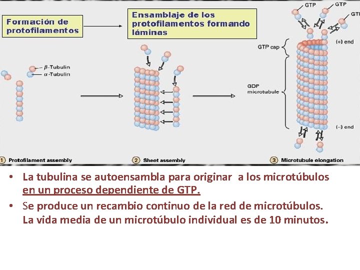  • La tubulina se autoensambla para originar a los microtúbulos en un proceso