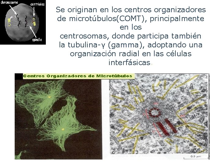 Se originan en los centros organizadores de microtúbulos(COMT), principalmente en los centrosomas, donde participa